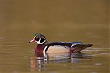 Wood Duck